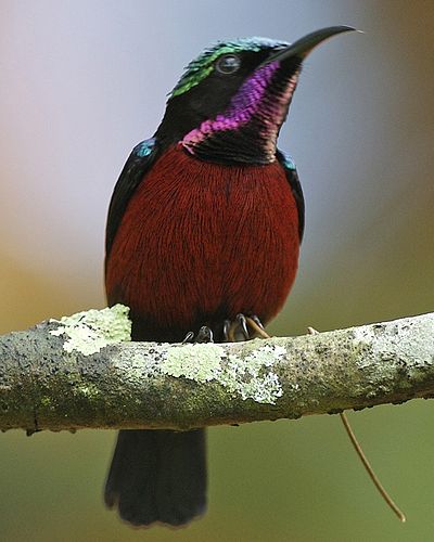 Purple-throated sunbird